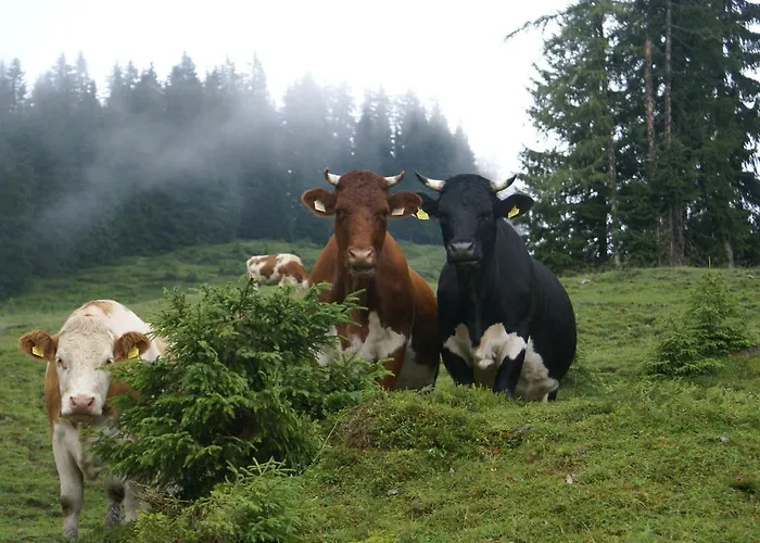 Sonneck Mühlbach am Hochkönig